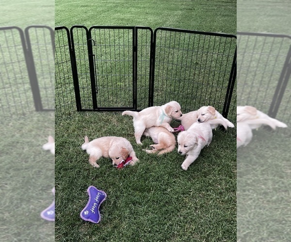 Medium Photo #48 Golden Retriever Puppy For Sale in BIG CABIN, OK, USA