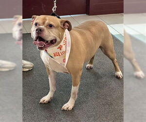 American Pit Bull Terrier Dogs for adoption in Derwood, MD, USA