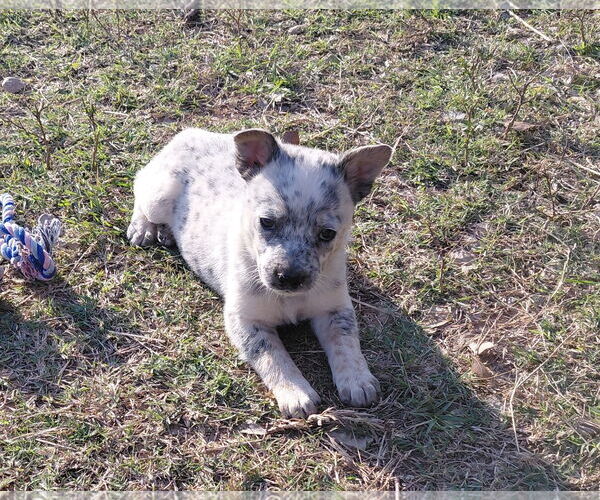Medium Photo #1 Red Heeler-Unknown Mix Puppy For Sale in The Woodlands, TX, USA