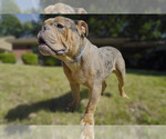 Small Photo #9 Olde English Bulldogge Puppy For Sale in MEMPHIS, TN, USA