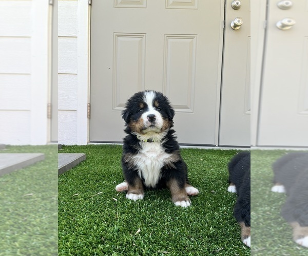 Medium Photo #1 Bernese Mountain Dog Puppy For Sale in FAIRMONT, MN, USA