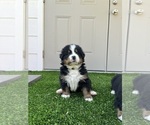 Small Bernese Mountain Dog