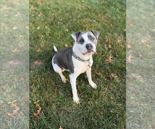 Medium Photo #1 Mutt Puppy For Sale in Doylestown, PA, USA