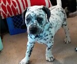 Small Photo #5 American Bulldog-Bullmatian Mix Puppy For Sale in PIGEON, MI, USA