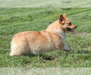 Mother of the Pembroke Welsh Corgi puppies born on 09/03/2020
