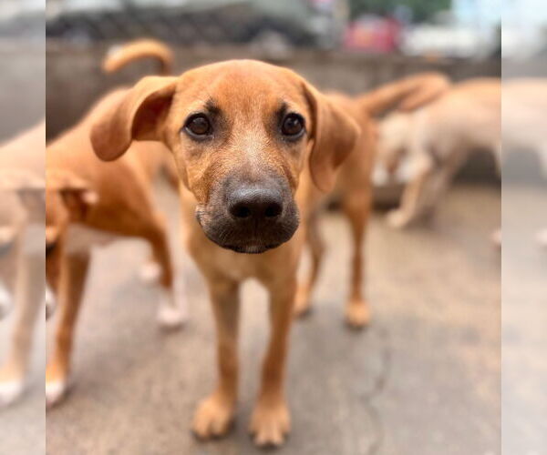 Medium Photo #4 Mutt Puppy For Sale in miami, FL, USA