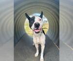 Small American Pit Bull Terrier Mix