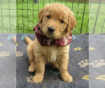 Small Golden Retriever