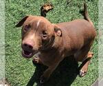 Small #9 American Pit Bull Terrier-Chihuahua Mix