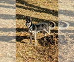 Small #16 Huskies  Mix