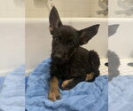Small #1 German Shepherd Dog Mix