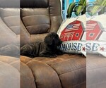 Small Photo #56 Cane Corso Puppy For Sale in REEVESVILLE, SC, USA