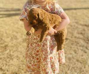 Goldendoodle Puppy for sale in WICHITA FALLS, TX, USA