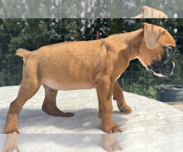 Medium Photo #3 Boxer Puppy For Sale in PAWNEE CITY, NE, USA