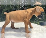 AKC Art - Male Boxer Puppy for Sale - Photo #3