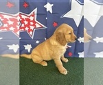 Small #9 Golden Retriever