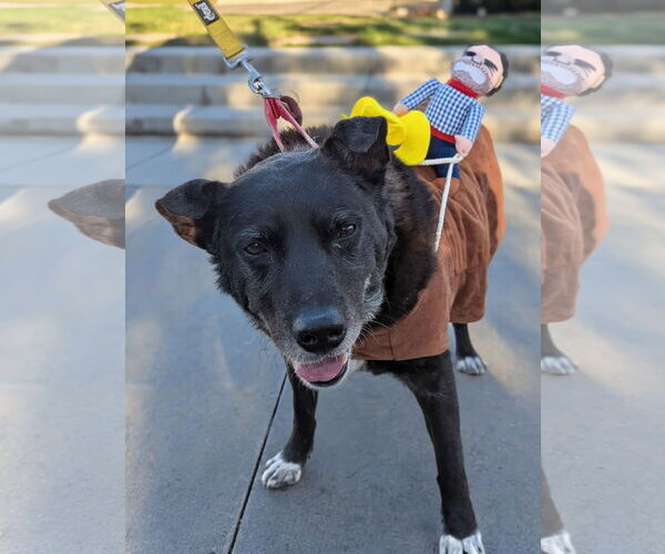 Medium Photo #2 Mutt Puppy For Sale in Aurora, CO, USA