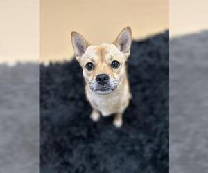 Pug-Shiba Inu Mix Dogs for adoption in Chula Vista, CA, USA