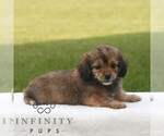 Small #3 ShihPoo