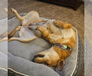 Monet - Female Mutt Dog for Adoption - Photo #2