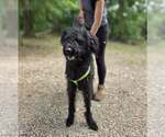 Small #1 Labrador Retriever Mix