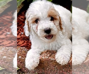 Medium Goldendoodle (Miniature)