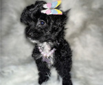 Puppy Black and White Shih-Poo