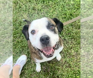 American Pit Bull Terrier-Unknown Mix Dogs for adoption in Germantown, OH, USA