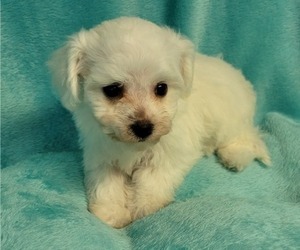 Bichon Frise Puppy for sale in Shelbyville, IN, USA