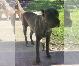 Mother of the Presa Canario puppies born on 01/21/2023