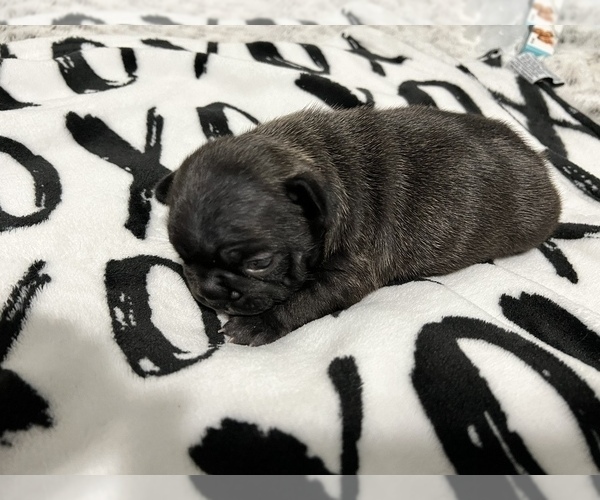 Medium Photo #1 French Bulldog Puppy For Sale in WAYLAND, MA, USA