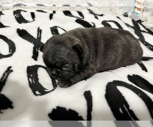 French Bulldog Puppy for sale in WAYLAND, MA, USA