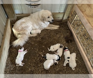 Mother of the Great Pyrenees puppies born on 04/23/2024