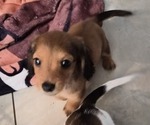 Puppy Frankie Dachshund
