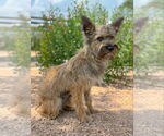 Small #2 Mutt