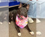 Small #4 American Pit Bull Terrier Mix