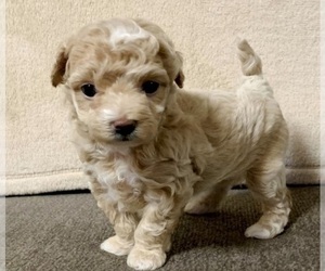 Maltipoo Puppy for sale in ORLANDO, FL, USA