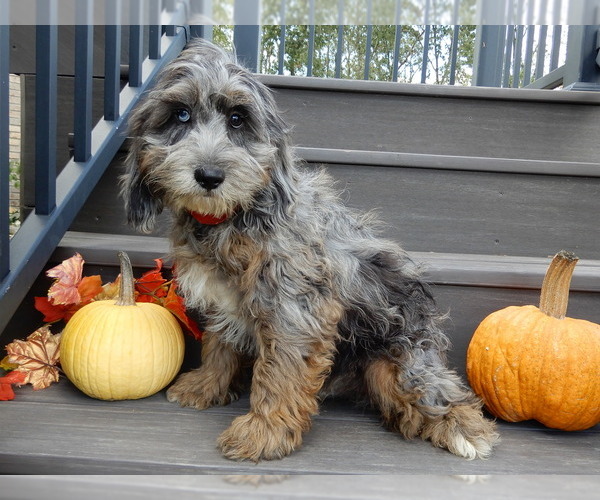 Medium Photo #3 Cock-A-Poo Puppy For Sale in MILLERSBURG, OH, USA