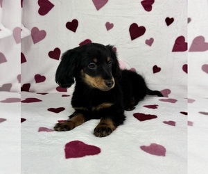 Dachshund Puppy for sale in GREENFIELD, IN, USA