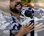 Small #7 Boston Terrier