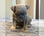 Small #6 English Bulldog