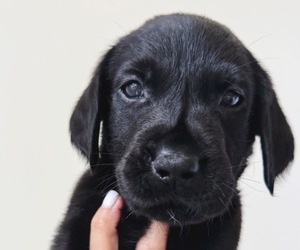 Labrador Retriever Puppy for sale in ENCINITAS, CA, USA