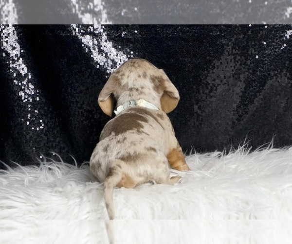 Medium Photo #5 Dachshund Puppy For Sale in WARSAW, IN, USA
