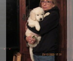 Small Photo #4 English Cream Golden Retriever Puppy For Sale in NORTHWOOD, OH, USA