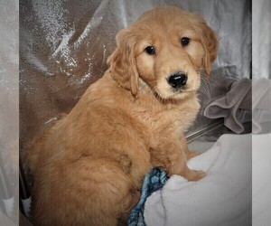 Golden Retriever Puppy for sale in LUBLIN, WI, USA