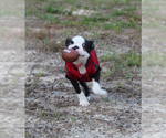 Small #4 Boston Terrier