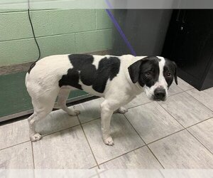 Pointer-Unknown Mix Dogs for adoption in Grand Prairie, TX, USA