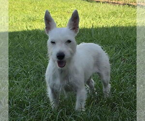 Cairn Terrier Dogs for adoption in Oakhurst, NJ, USA