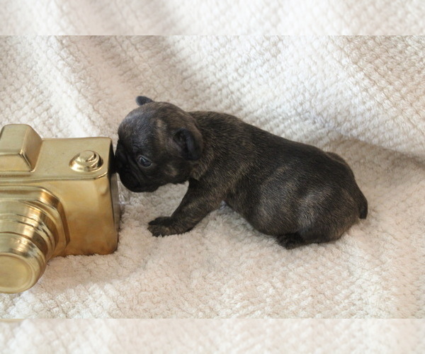 Medium Photo #11 French Bulldog Puppy For Sale in SPRING, TX, USA