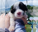 Small Photo #1 Portuguese Water Dog Puppy For Sale in REXBURG, ID, USA